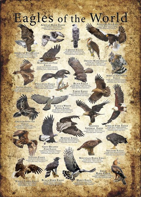 African Crowned Eagle, Different Types Of Eagles, Bateleur Eagle, African Fish Eagle, Crowned Eagle, Types Of Eagles, Animal Infographic, Fish Eagle, Haliaeetus Leucocephalus