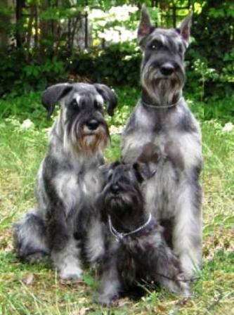 Schnauzer come in three sizes standard, miniature and toy Schnauzer Breed, Schnauzer Grooming, Motley Crew, Mini Schnauzer Puppies, Schnauzer Art, Standard Schnauzer, Mini Schnauzers, Miniature Schnauzer Puppies, Miniature Schnauzers