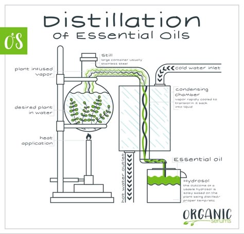 Essential Oils - Process Oil Distiller, Essential Oils Diy, Oil Extraction, Essential Oil Distiller, Essential Oil Extraction, Making Essential Oils, Diy Essentials, Survival Life Hacks, Diy Essential Oils