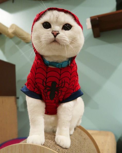 Cat In Spiderman Costume, Spiderman Cat Pfp, Jd Core, Spider Man Cat, Costume Spiderman, Kitty Spiderman, Spiderman Aesthetic, Spider Cat, Kitten Clothes