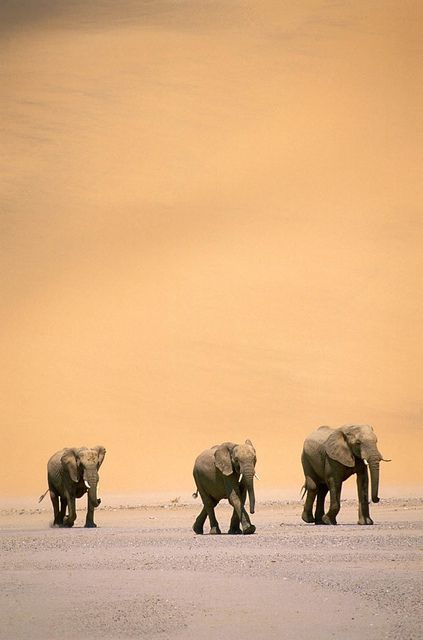 Desert Elephants In Namibia Safari Desert, Elephants Never Forget, Africa Wildlife, Wildlife Safari, Elephant Love, African Wildlife, African Elephant, Gentle Giant, Cane Corso