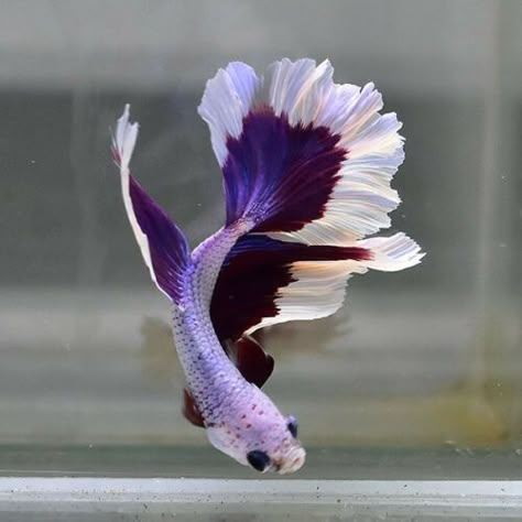 Siamese Fish, Beta Tank, Betta Fish Types, Betta Aquarium, Cr7 Wallpapers, Pretty Fish, Betta Fish Tank, Cool Fish, Wolf Tattoo Design