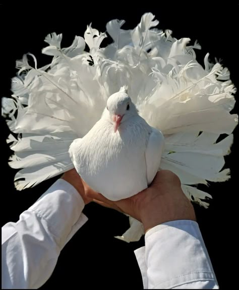 Curly Feathered Pigeon, Indian Fantail Pigeon, White Bird Costume, Ringneck Dove, Fallen Angel Oc, Animal Mutations, Pigeon Aviary, Fantail Pigeon, Fancy Pigeon