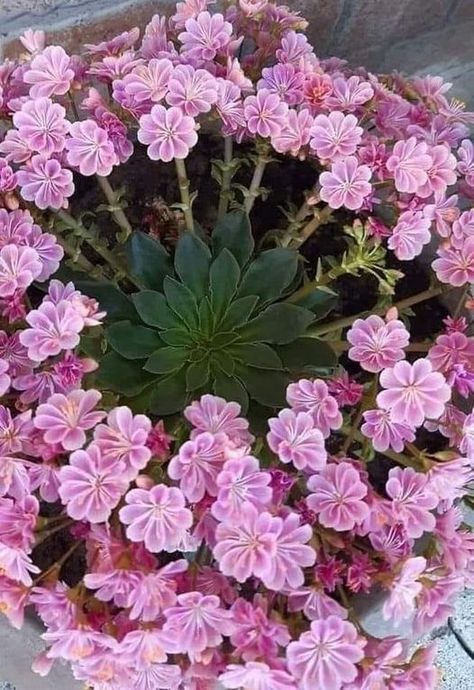 Változékony dohánygyökér virág Kaktus Dan Sukulen, Fairy Lights Garden, Blooming Succulents, Garden Nails, Rock Garden Plants, Beautiful Pink Flowers, Lovely Flowers Wallpaper, Succulent Gardening, Morning Friends