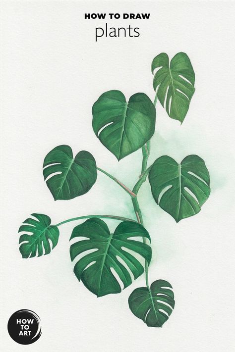 Learn how to draw this popular plant with simple step-by-step instructions from How-to-Art.com. This tutorial is perfect for beginner artists and will show you how to create realistic shading and depth in your drawings. With a little bit of practice, you'll be able to draw any plant - even the monstera! How To Draw House Plants, How To Paint Plants Acrylic, Monstera Leaf Drawing Tutorial, Leafy Plant Painting, Monstera Plant Drawing Simple, Monstera Plant Drawing, Plant Drawings, Monstera Plant Painting Easy, Paintings Of Monstera Leaves