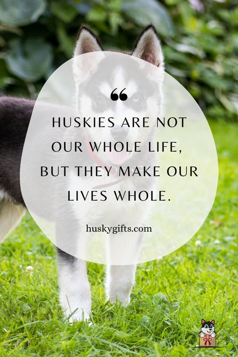 Husky quote that says, "Huskies Are Not Our Whole Life, But They Make Our Lives Whole". Husky Quotes, Husky Training, Heart Warming Quotes, Husky Lover, Husky Mix, A Husky, Thought Provoking Quotes, Blog Categories, Mixed Breed