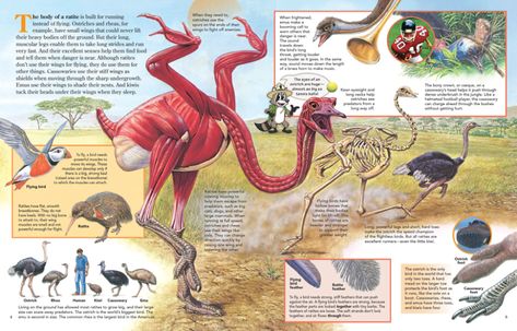 The Body of a Ratite - NWF | Ranger Rick Bird Infographic, Science Prints, Ranger Rick, Power Rangers Wild Force, Small Wing, Sea Mammal, Muscular Legs, State Symbols, Flightless Bird