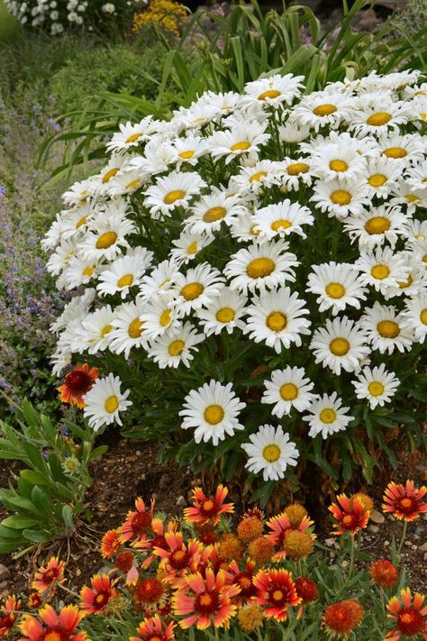 Daisy May Shasta Daisy (Leucanthemum ‘Daisy Duke’) Rose Companion Plants, Hgtv Garden, Growing Tomatoes In Containers, Daisy May, Full Sun Perennials, Sun Perennials, Garden Shrubs, Flowering Shrubs, Evergreen Shrubs