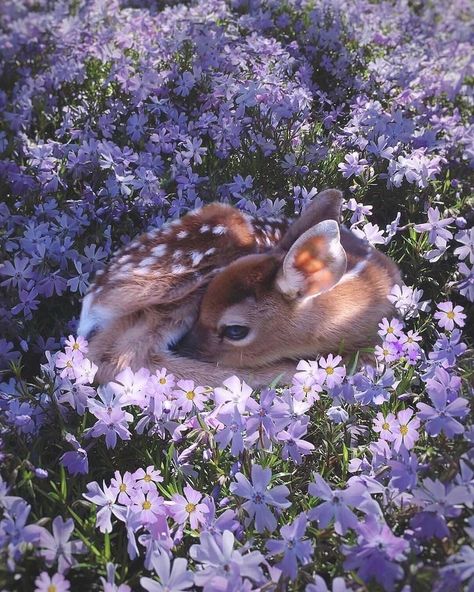 Spring Fawn 🦌  #wildlife_seekers #wildlifetattoo #animal #wildlifefreak #safari #wildlife_captures #wildlifefriend #majestic_wildlife #wildlife_inspired #wildlifesanctuary #wildlifecentral #wildlife_aroundworld #wildlifeart Baby Deer, In The Middle, Purple Flowers, The Middle, Deer, Purple, Flowers, Instagram