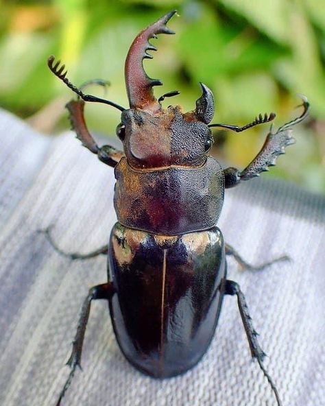 Sarah Folts 🦋 TheButterflyBabe on Instagram: “Check out this super rare bilateral gynandromorph Stag Beetle! The left side is Male and the right side is Female. . Photo: Suzuki Kenji” Rhino Beetle, Wolf Spider, Cool Insects, Bug Collection, Cool Bugs, Stag Beetle, Beetle Bug, Beautiful Bugs, Creepy Crawlies