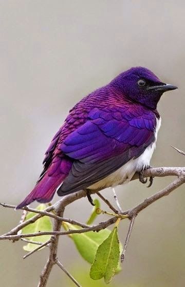 Instantly turn any picture into a palette with ColorSnap, created for you by Sherwin-Williams. Purple Martin, Purple Bird, Kinds Of Birds, Airbrush Art, Nature Birds, Exotic Birds, Pretty Birds, Starling, Colorful Birds