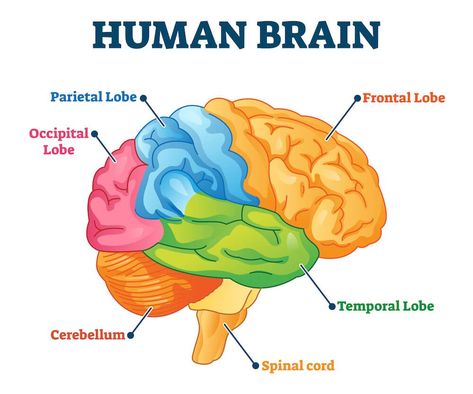 Anatomy Labeled, Human Brain Diagram, Brain Diagram, Brain Parts, Brain Vector, Human Illustration, Brain Drawing, Occipital Lobe, Drawing Anatomy