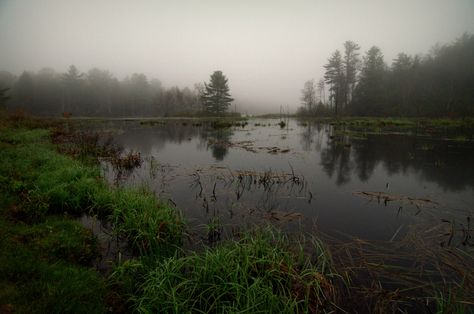 Foggy Nature, Water Grass, Water Aesthetic, Nature Water, Weird Dreams, Night Photos, Pretty Photos, Night Aesthetic, Warrior Cats