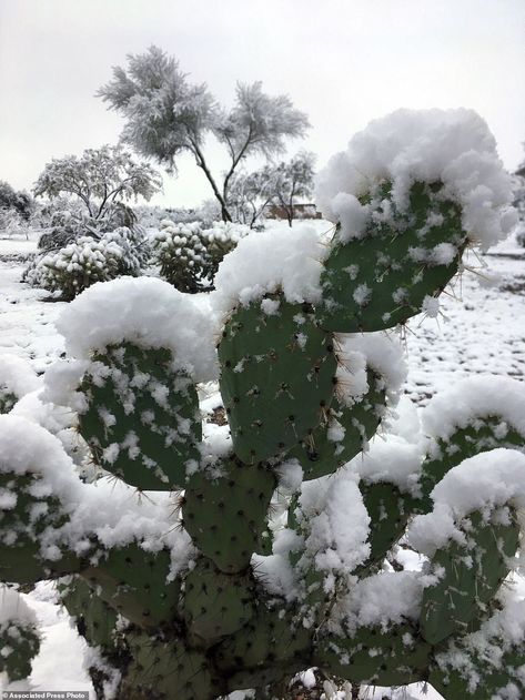 Snow on saguaros: Desert cities in US Southwest see freeze | Daily Mail Online Desert Snow, Desert Cities, Tesla Powerwall, Arizona Sunset, Southern Arizona, Red Dead Redemption Ii, Way To Heaven, Watercolor Cactus, Winter Storm