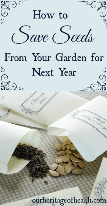 How to save seeds from your garden for next year | ourheritageofhealth.com How To Save Seeds, Save Seeds, Easy Patio, Aquaponics System, Garden Harvest, Seed Saving, Have Inspiration, Organic Gardening Tips, Food Garden