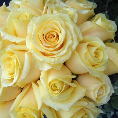 Butterscotch roses Butterscotch Rose, Wedding Flowers Types, Jesus Is My Friend, Flowers Types, Yellow Aesthetics, Rose Arrangements, Flowers Yellow, I Love Flowers, Beautiful Rose Flowers