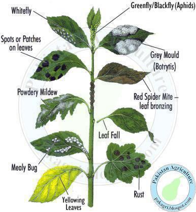 Nutrient Deficiency? - posted in Growing Hot Peppers: Hey all, this is my first year growing peppers and I think a few of them may have a nutrient deficiency. I have 38 plants total, ranging from bell peppers to scorpions, and about half of them are in 5 gallon containers. I am using Ocean Forest Fox Farm in the containers, which contains earthworm castings, bat guano, and sea-going fish and crab meal. I have been using a fish fertalizer, 1oz per gallon a few times a week, and I just start...... Plant Diseases, Have Inspiration, Garden Pests, Veggie Garden, Lawn And Garden, Shade Garden, Permaculture, Horticulture, Organic Gardening