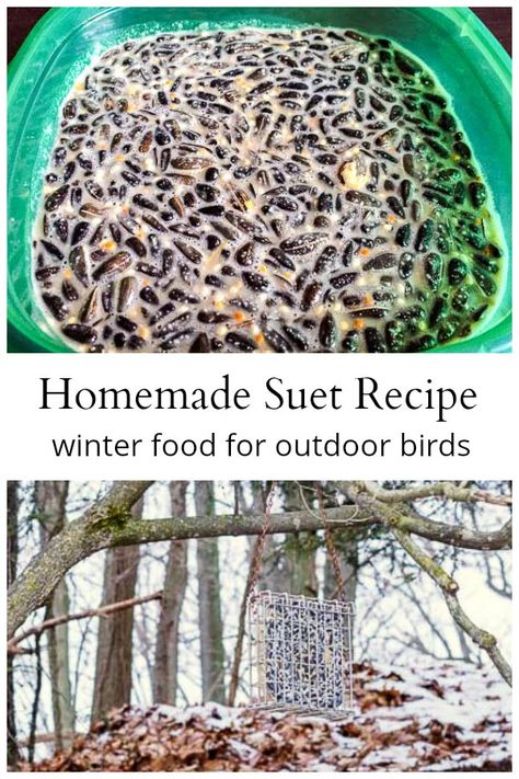 Bird Suet Recipes Homemade Winter, How To Make Suet, How To Make Bird Seed Cakes, Homemade Suet For Birds, How To Make Bird Suet Recipe, Homemade Bird Suet Cakes, Diy Bird Suet Recipes, How To Make Suet Cakes For Birds, Homemade Suet Cakes Wild Birds