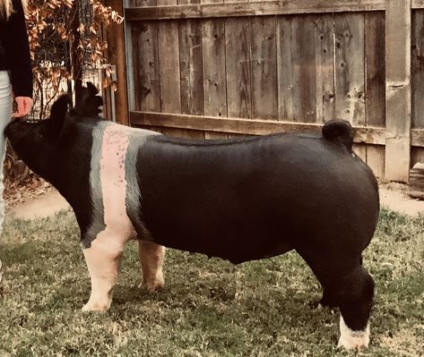 Hampshire Pig Breed, Show Hogs, Show Pig Names, Show Pig Aesthetic, Livestock Show Outfits Pigs, Show Pig Pen Ideas, Livestock Outfits, Show Pigs Tips, 4h Pigs