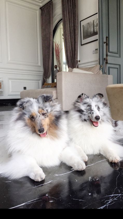 Blue Merle Sheltie, Shetland Sheepdog Blue Merle, Sheltie Puppy, Rough Collies, Shetland Sheepdog Puppies, Sheltie Dogs, Collie Puppies, Puppy Kisses, Rough Collie