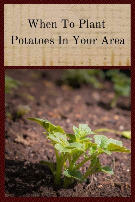 When To Plant Potatoes Zone 7, When To Plant Potatoes In Zone 8, When To Plant Sweet Potatoes, When To Plant Potatoes, Zone 8 Plants, Garden Potatoes, Potato Planting, Growing Basil Indoors, Plant Potatoes