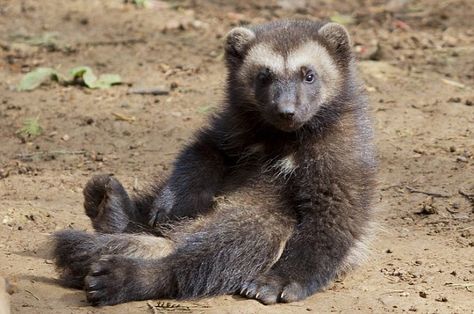 #1 Favorite: Wolverine!!    Check out these first-ever-in-the-UK wolverine cubs born at the Cotswold Wildlife Park in Oxfordshire.  :) Baby Wolverine, Wolverine Animal, Honey Badger, Wildlife Park, Wild Creatures, Animal Facts, Medium Sized Dogs, Travel Tourism, African Elephant