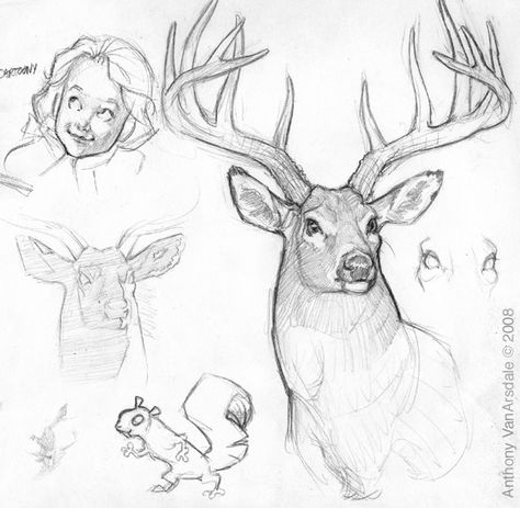 This is a nice sketch of a male deer with antlers, drawn by Canadian artist and illustrator Anthony VanArsdale. Antler Drawing, Deer Sketch, Deer Drawing, Deer Illustration, Deer Painting, Animal Drawings Sketches, Deer Art, A Deer, Animal Sketches