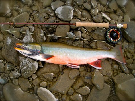 8 pound Dolly Varden caught in Western Alaska. Dolly Varden, Alaska, Fish