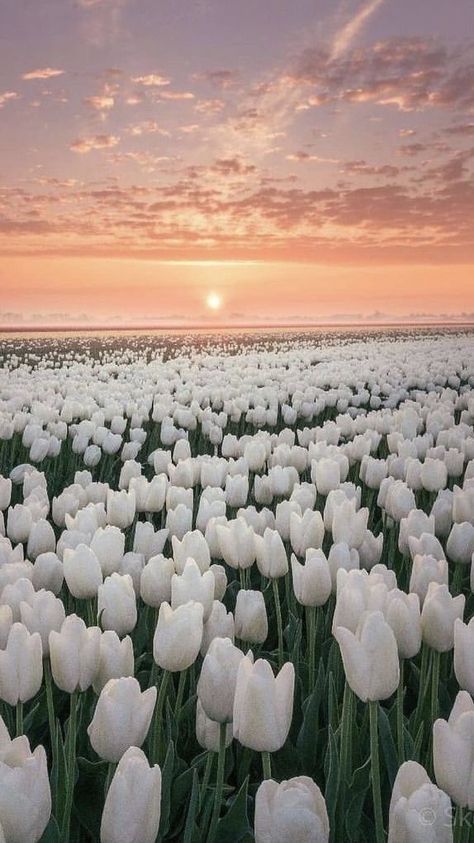 Field of flowers Flower Valley Wallpaper, Flowers Of The Valley, Best Phone Backgrounds, Spring Phone Wallpaper Nature, Astetic Flower Wallpapers, May Spring Aesthetic, Seasons Aesthetic Spring, White Flower Field Aesthetic, Spring Wall Paper