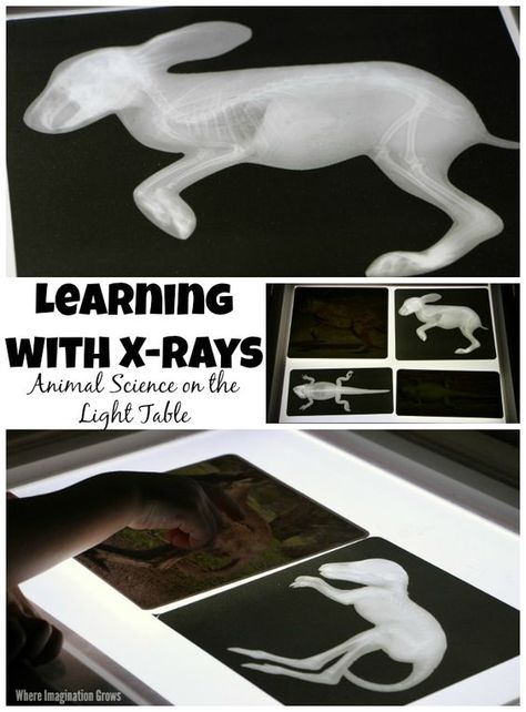 Learning with X-Rays! Preschool Animal Science on the Light Table Free Printable Animal Xrays, Preschool Veterinarian Craft, Animal X Rays Printable, Vet Activities For Kids, Pet Science Activities For Preschool, Animal Science Activities, Science Activities For Toddlers, Vet Science, Pet Study