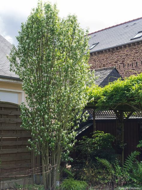 Amelanchier alnifolia ‘Obelisk’ – Papi Joe's Garden Amelanchier Alnifolia, White Flowers, Google Search, Plants, Green