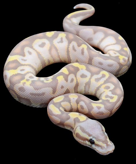 Return to Album Banana Pastel Ball Python, Cool Snakes, Python Snake, Pretty Snakes, Ball Python Morphs, Snake Lovers, Cute Snake, Reptile Snakes, Beautiful Snakes