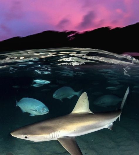 Ocean Shark, Shark Photos, Life Under The Sea, Water Animals, Cute Shark, Underwater Photos, Water Photography, Marine Biology, Marine Animals