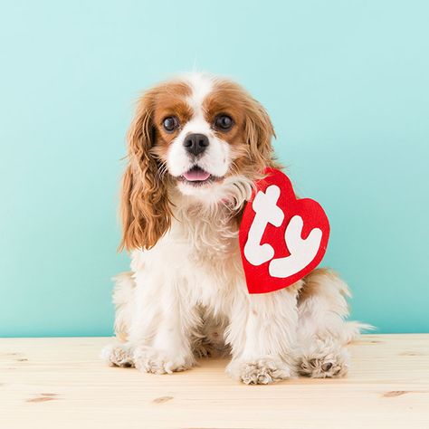 This Is the Easiest ’90s Dog Costume You Can Make This Halloween | Brit + Co Baby Dog Costume, Beanie Baby Costumes, Best Dog Halloween Costumes, Beanie Baby Dog, 90s Halloween Costumes, Halloween Costumes To Make, Hallowen Ideas, Diy Dog Costumes, Costumes Couples