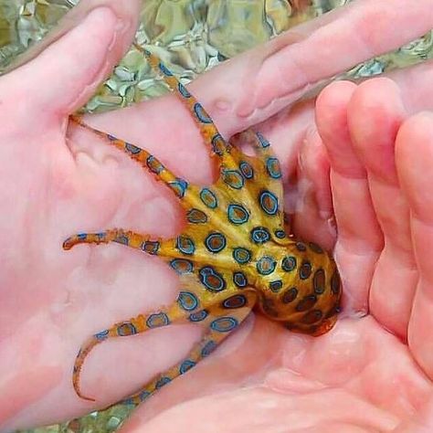 The blue-ringed octopus lives in tide pools & coral reefs. Octopus Photography, Octopus Vulgaris, Blue Ringed Octopus, Coconut Octopus, Ringed Octopus, Venomous Animals, Tiny Octopus, Deadly Creatures, Brain Size