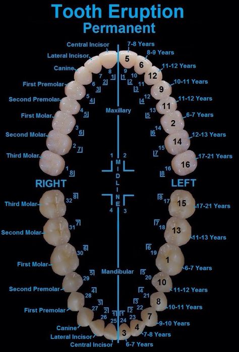 Anatomy of a tooth. Smile Savvy | #Dentists | #Marketing | www.smilesavvy.com Dental Assistant School, Teeth Eruption, Dental Assistant Study, Teeth Anatomy, Dental Hygiene Student, Dental Hygiene School, Dentistry Student, Kedokteran Gigi, Dental Anatomy