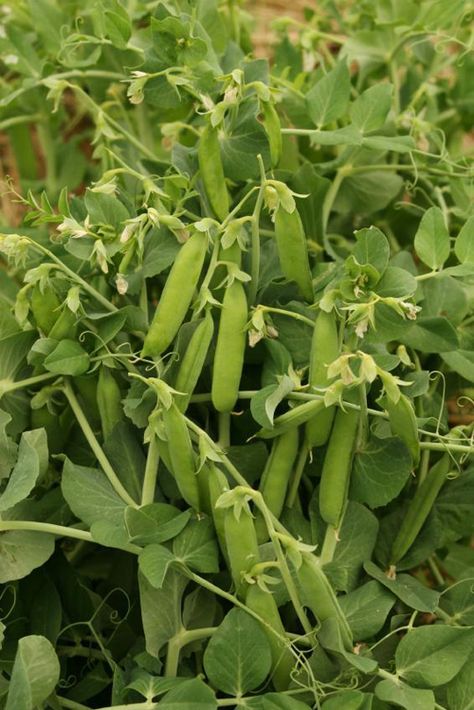 . How To Plant Peas, Planting Peas, How To Plant Potatoes, Carrot Plant, Purple Tomato, How To Plant Carrots, Potatoes Tomatoes, Growing Organic Tomatoes, Companion Gardening