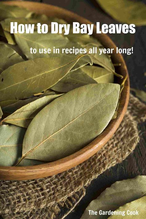 Discover the art of drying bay leaves in our latest blog post! From air drying to using a food dehydrator, learn how to preserve their flavor of this aromatic herb. Get our tips on The Gardening Cook! How To Dry Bay Leaves, Dried Bay Leaves, Kitchen Gardens, Laurus Nobilis, Medical Herbs, Food Dehydrator, Thrifty Living, Laurel Leaves, Home Grown