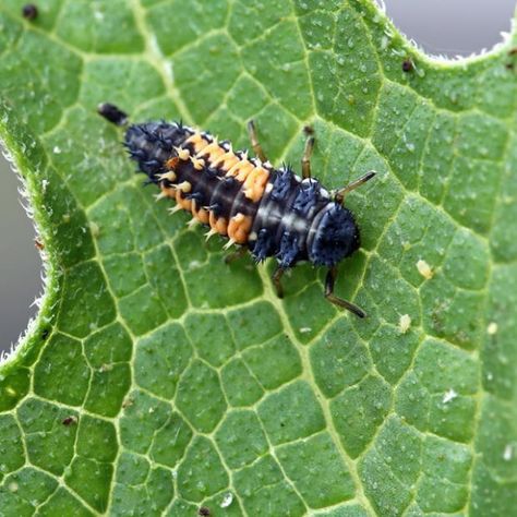 14 Darling Facts About Ladybugs | Mental Floss Ladybug Larvae, Mosquito Larvae, Integrated Pest Management, Baby Ladybug, Lady Beetle, Garden Insects, Insect Pest, Pest Management, Spring Projects