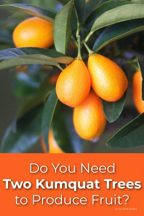 a close up of a kumquat tree with ripe kumquats hanging on it. Kumquats Recipes, Kumquat Benefits, Kumquat Tea, Cumquat Trees, Kumquat Marmalade, Growing Citrus, Kumquat Tree, Tree Growth, Citrus Trees