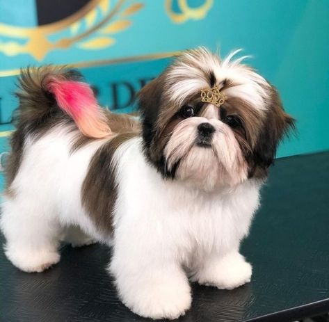 Puppy Shihtzu Haircut, Shih Tzu Haircuts Female, Shih Tzu Teddy Bear Haircut, Cute Shih Tzu Puppies, Shih Tzu Haircut, Shitzu Dogs Haircuts, Dog Grooming Shih Tzu, Shih Tzu Puppy Cut, Puppies Photos