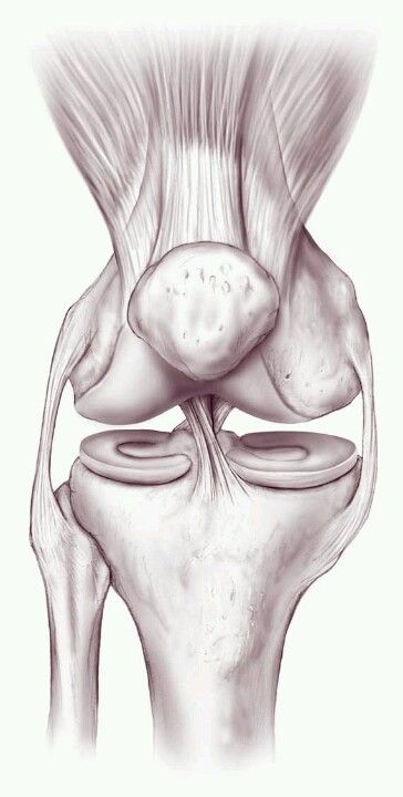 Knee Rehab Exercises, Knee Anatomy, Anatomy Pictures, Knee Rehab, Joints Anatomy, Anatomy Tattoo, Leg Anatomy, Rehab Exercises, Knee Problem