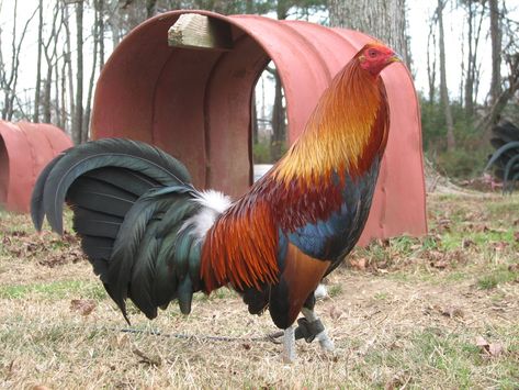 Blueface Hatch Thunder Chicken, Rooster Breeds, Bird Breeds, Gamebirds, Game Fowl, Chicken Pictures, Backyard Chicken Farming, Ace Card, Beautiful Chickens