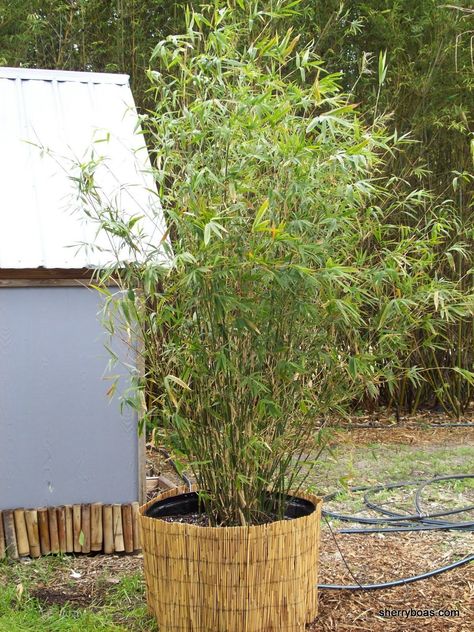 Golden goddess bamboo. Good in pots to create a screen. Golden Goddess Bamboo, Pool Makeover, Clumping Bamboo, Golden Bamboo, Bamboo Architecture, Bamboo Crafts, Golden Goddess, Bamboo Plants, Planting Vegetables