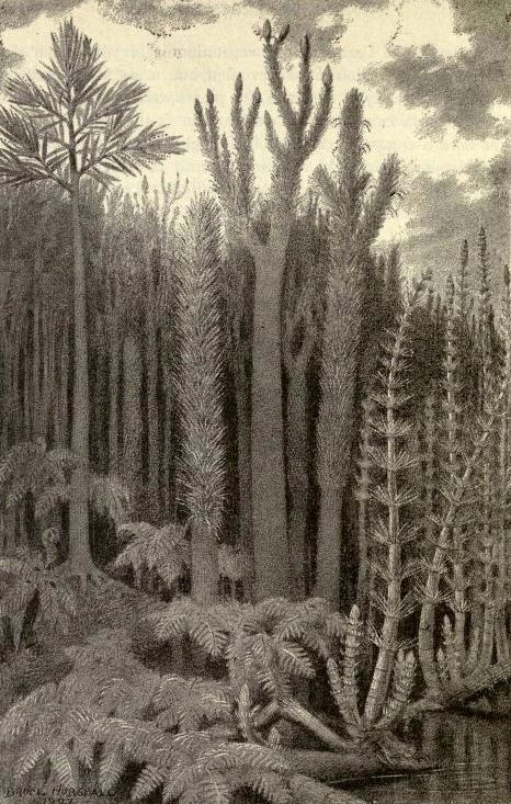 Carboniferous forest scene by Heinrich Harder Carboniferous Period, Paleozoic Era, Prehistoric World, Prehistoric Art, Paleo Art, Extinct Animals, World Images, Alien Worlds, Illustration Style