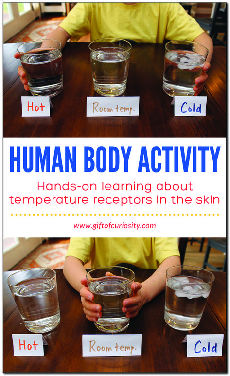 Skin Stem Activities, 5 Senses Activities Middle School, Preschool Body Activities, Teaching Temperature, Human Body Activities For Kids, Razor Burn Relief, Human Body Lesson, Human Body Unit Study, Burn Relief