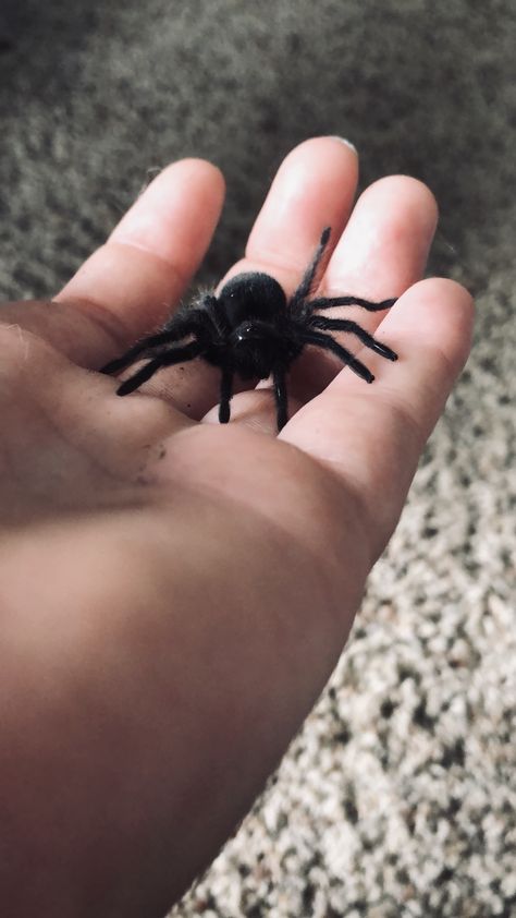 Pretty Spiders, Poecilotheria Metallica, Black Tarantula, Neon Green Aesthetic, Pet Tarantula, Cute Spiders, Midwest Gothic, Pretty Hate Machine, Spider Baby