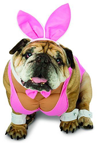 Best Dog Halloween Costumes, Bunny Pet, Dog Costumes Funny, Hunny Bunny, Pet Halloween Costumes, Bunny Costume, Dog Halloween Costumes, Pet Day, Dog Costumes