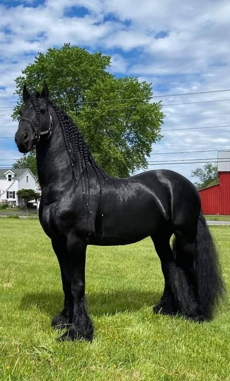 Rare Horses, Friesian Horses, Beautiful Horses Photography, Beautiful Horse Pictures, Big Horses, Black Horses, Most Beautiful Horses, Horse Aesthetic, Friesian Horse