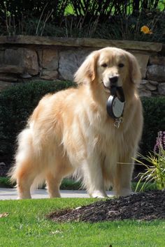 Blonde Dog, Gold Retriever, Chien Golden Retriever, Smartest Dog Breeds, Dog Breeds List, A Golden Retriever, Dog Wallpaper, Dogs Golden Retriever, Cute Dogs And Puppies